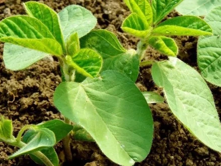 Микроэлементы на сою.   Почему следует использовать?