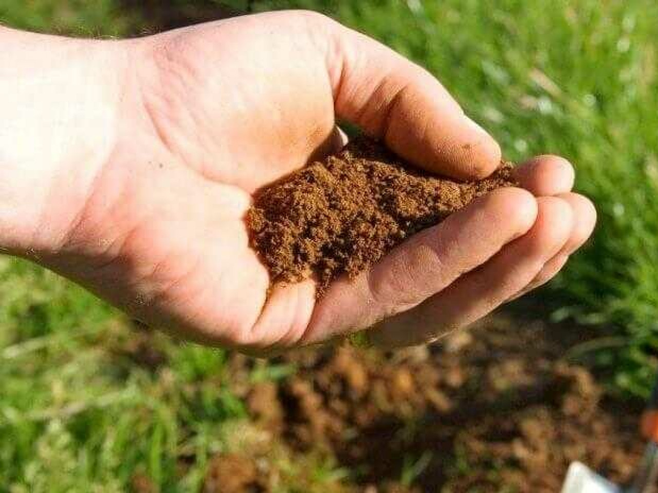 Надмірна кислотність ґрунту: як розпізнати проблему і що робити? Надмірна кислотність ґрунту: як розпізнати проблему і що робити?