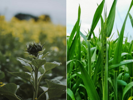 Міжрядний обробіток ґрунту з внесенням азотних добрив: ефективна технологія для соняшника та кукурудзи