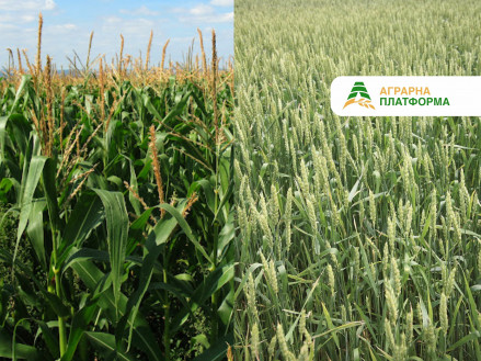 Як зберегти поживні речовини у ґрунті після збирання врожаю? Поради щодо залишкового живлення кукурудзи й зернових культур.