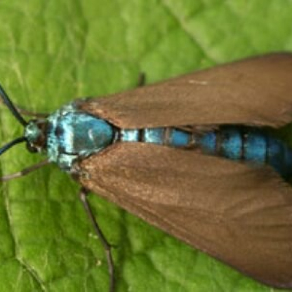 Пестрянка (пестрая) виноградная