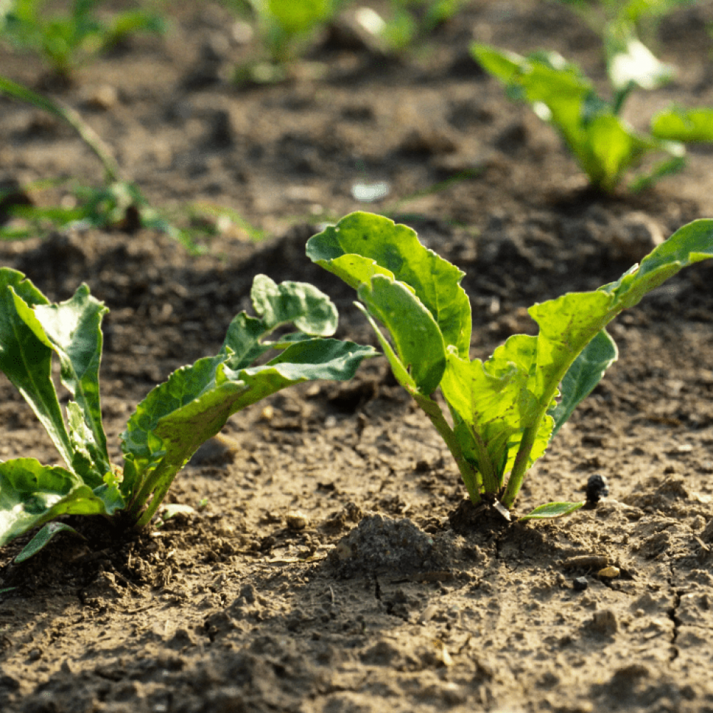 Вредители сахарной свеклы