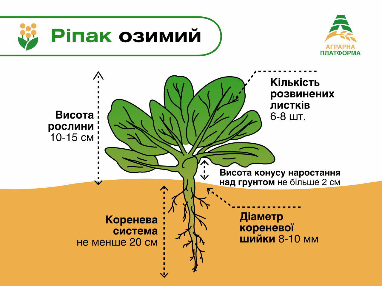 🌱️Озимий ріпак 🌱️Озимий ріпак