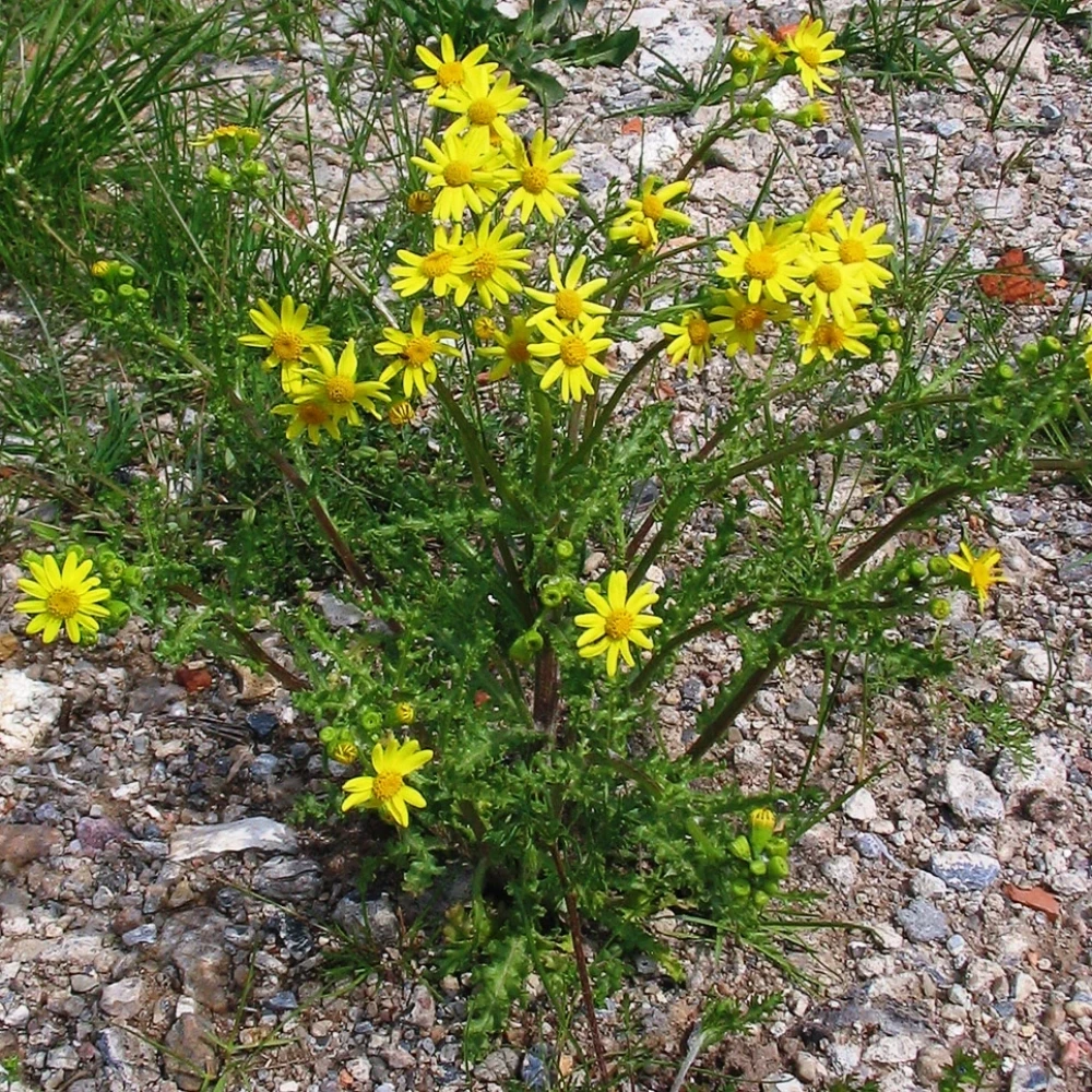 Жовтозілля весняне