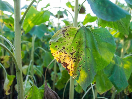 Альтернаріоз соняшнику: симптоми, наслідки та заходи захисту