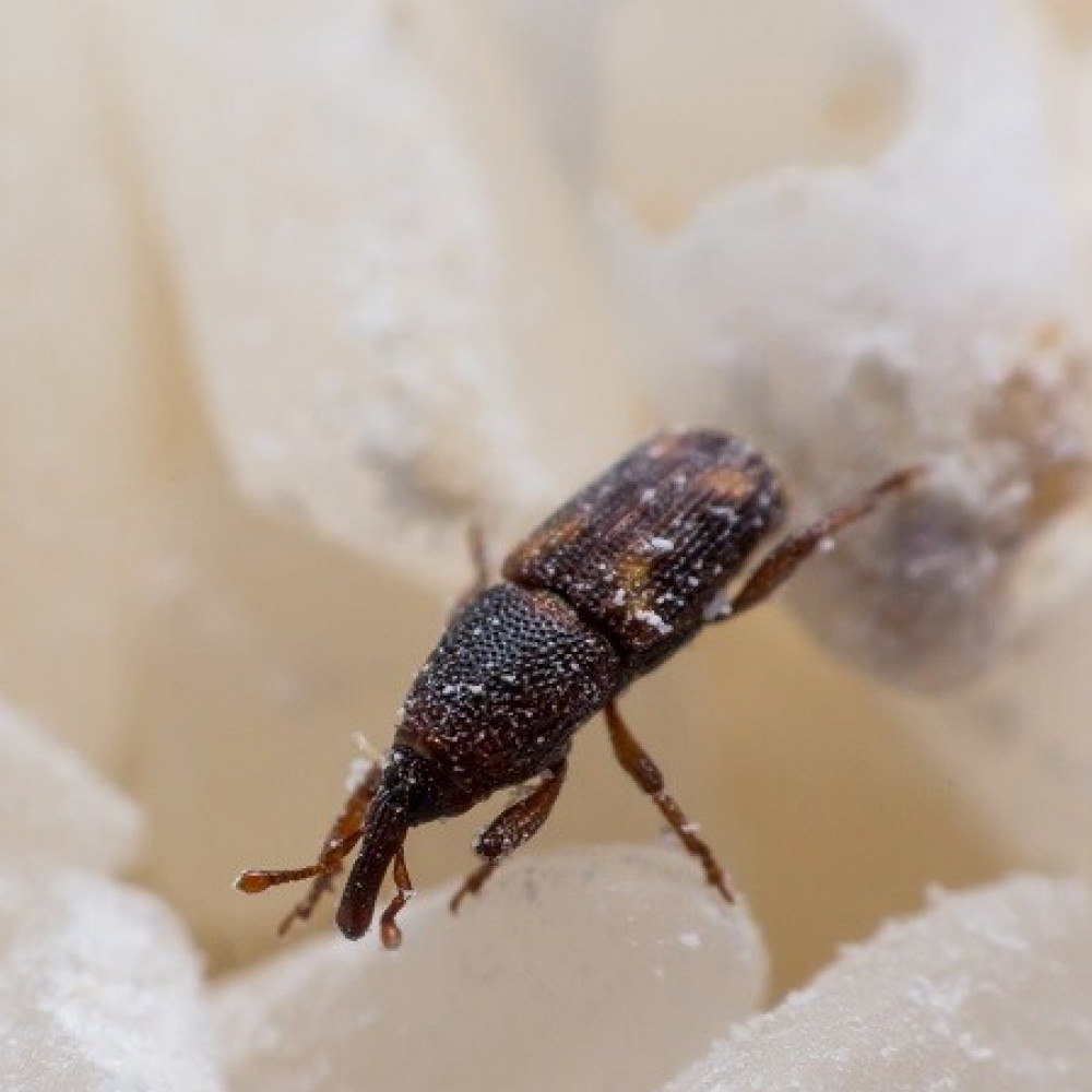 Прихованоїд складський Прихованоїд складський, шкідник, контроль