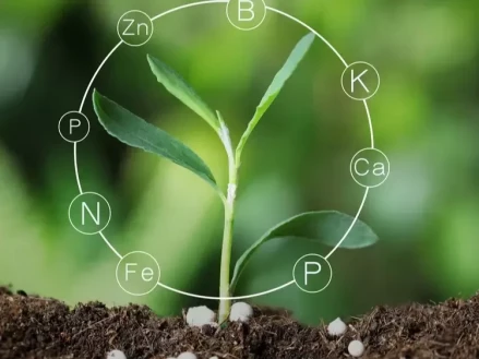 Инвестиции в питание растений: ключ к будущему урожаю