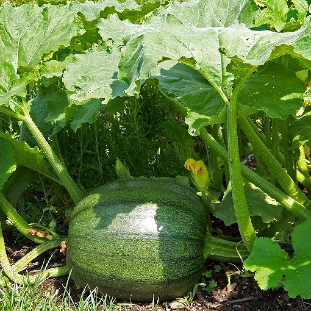 Шкідники гарбузових культур