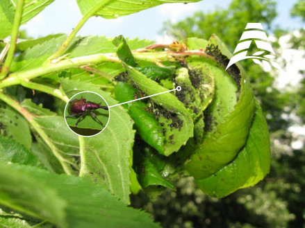 Фунгіцидний захист вишні та черешні: як зберегти урожай і здоров’я саду