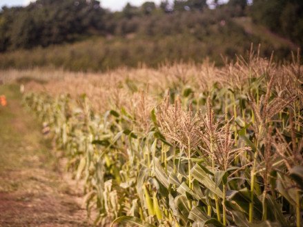Найкраще насіння кукурудзи