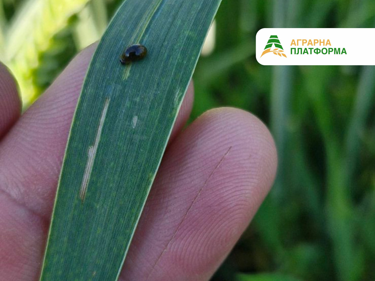 Пьявица на пшенице