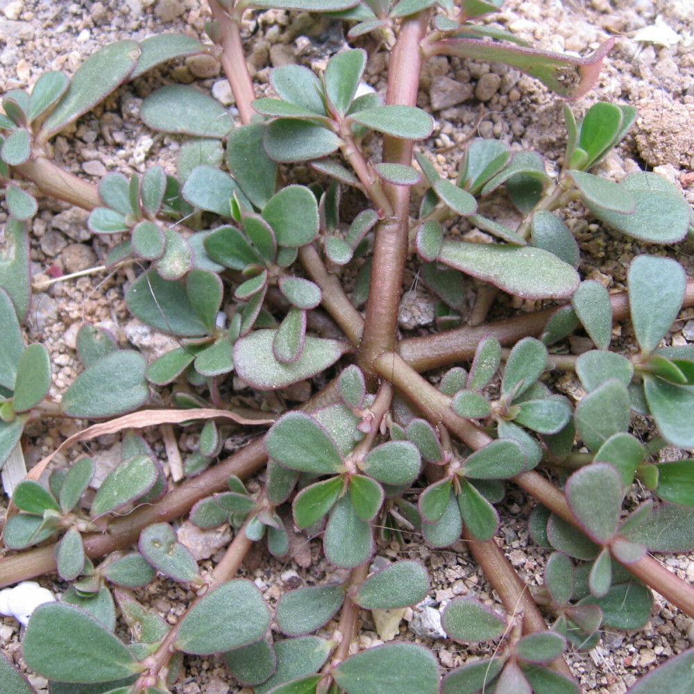 Портулак огородный, меры борьбы, распространение