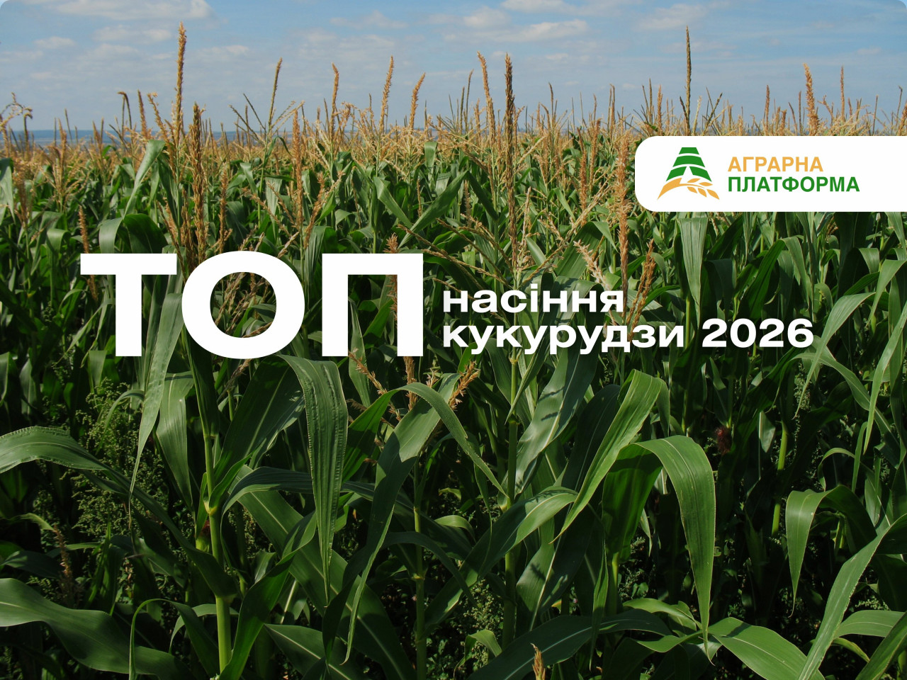 Высокоурожайные гибриды кукурузы 2026 года – DKC 3730, P8816, СИ Феномен. Стабильность урожая даже в сложных условиях.