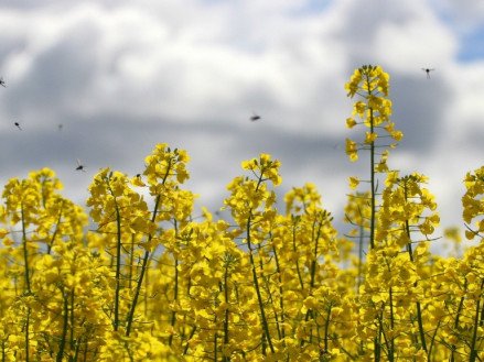 Технология выращивания озимого рапса