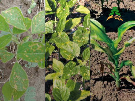 Гербіцидні опіки на соняшнику, сої та кукурудзі: методи вирішення і захисту