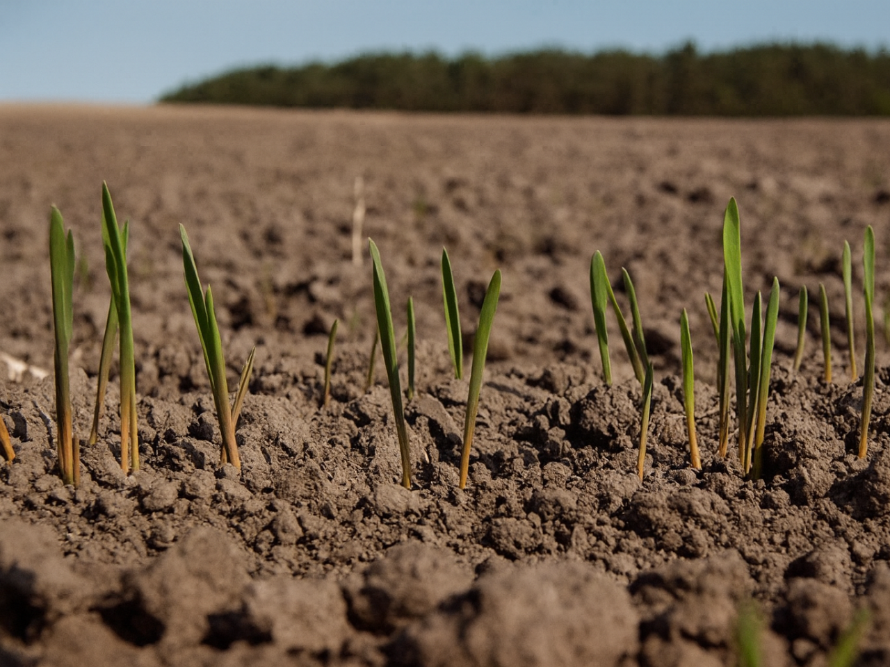 Оптимальные сроки и нормы высева озимой пшеницы в октябре Оптимальные сроки и нормы высева озимой пшеницы в октябре