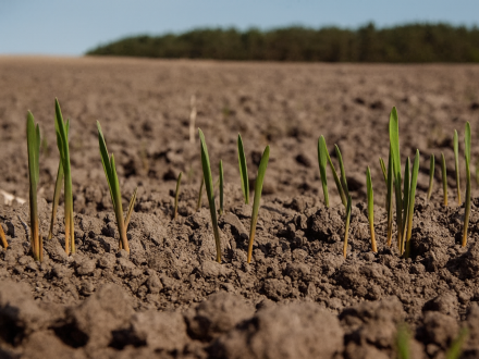 Оптимальные сроки и нормы высева озимой пшеницы в октябре