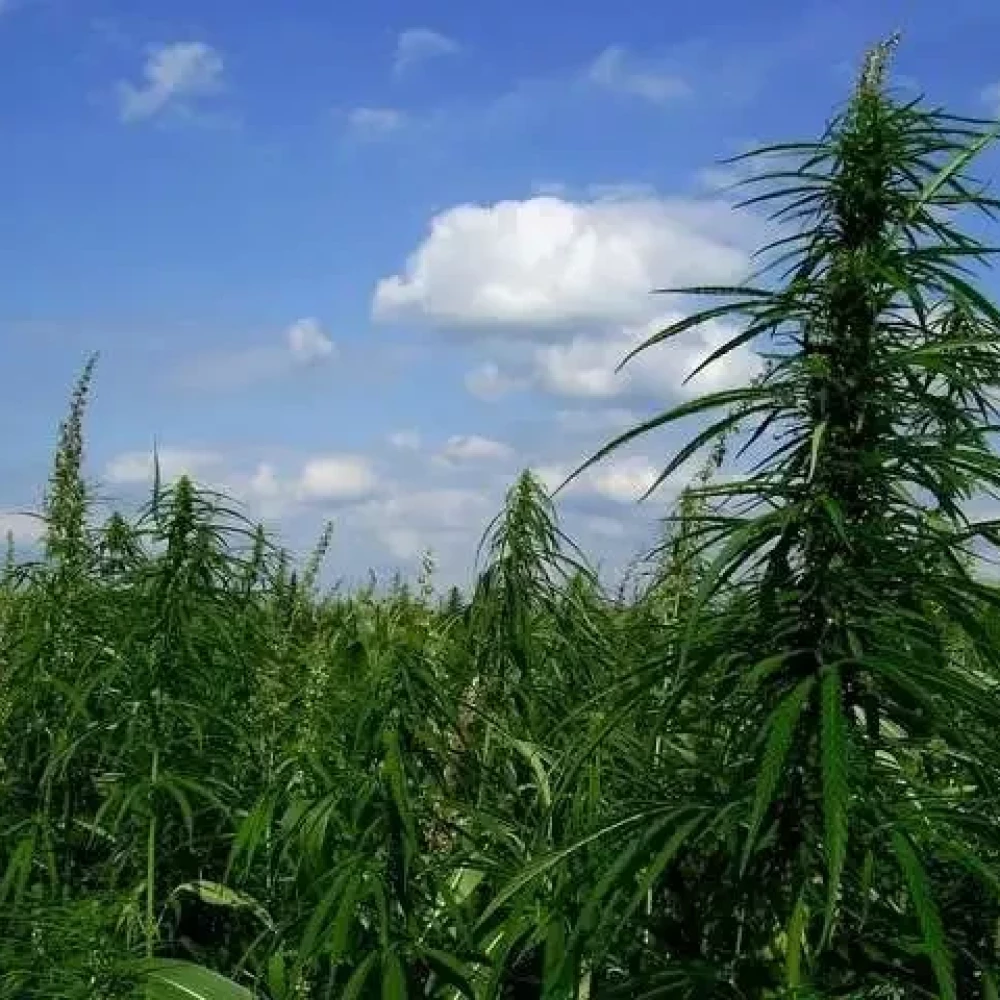 Дикі коноплі, бур'ян, засоби боротьби, поширення