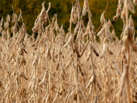 Десикация сои: как выбрать препарат и не потерять урожай