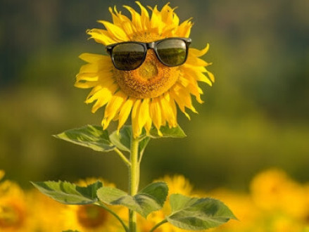 Жара и его влияние на посевы: как защитить урожай?