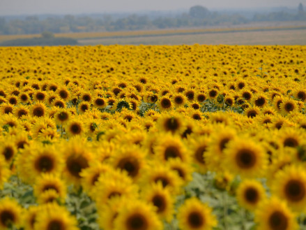 Комплексна система захисту соняшника з технологією Експрес
