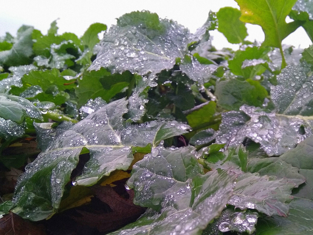 Оптимальная фаза вхождения в зиму озимого рапса: как подготовить растения к холодам