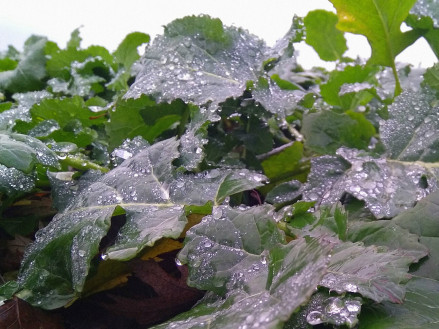 Оптимальна фаза входження в зиму озимого ріпаку: як підготувати рослини до холодів