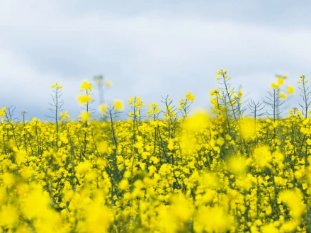 Система захисту озимого ріпаку у зимово-весняний період: ключ до успішного врожаю