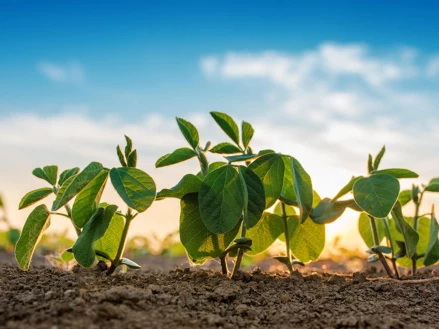 Комплексная система защиты сои