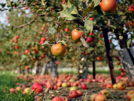Захист плодових дерев від шкідників на весну