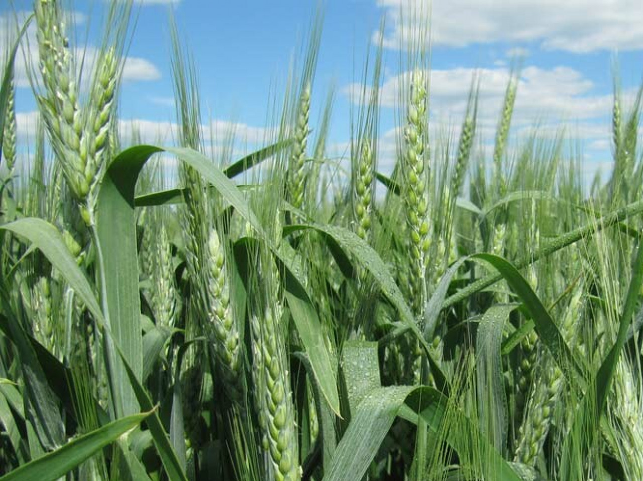 Оптимальна фаза входження в зиму озимої пшениці: як зберегти посіви сильними до весни