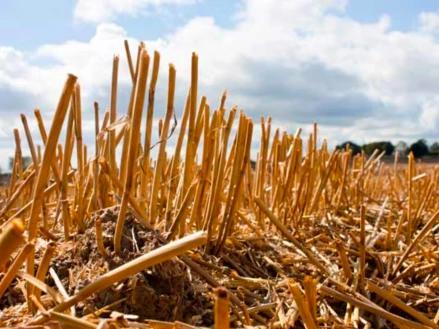 Роль сої, колосових культур і кукурудзи у залишковому живленні ґрунту