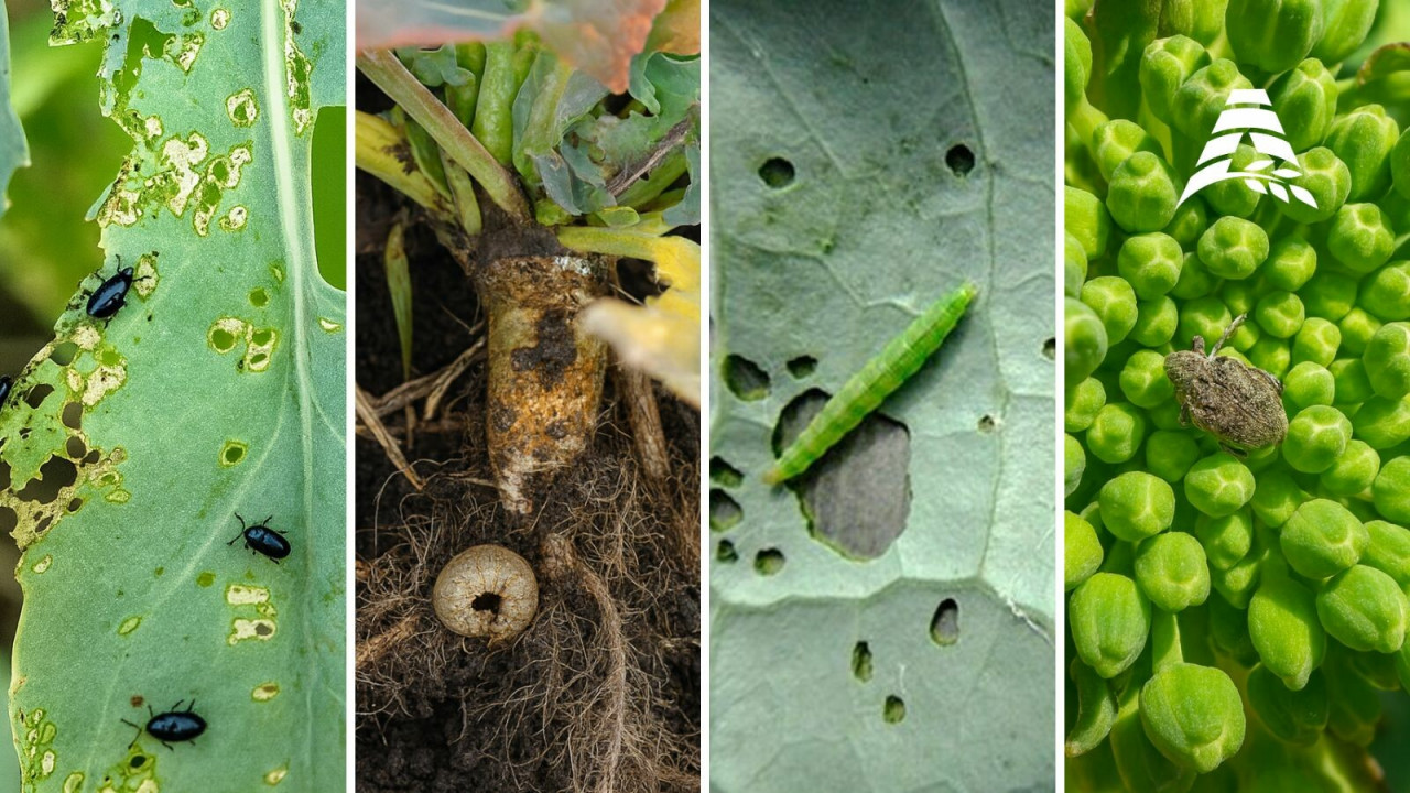 Опасные вредители рапса осенью