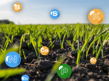 Найкращі азотні добрива за засвоюваністю: як обрати для високого врожаю