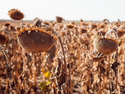 Десиканти: навіщо, переваги та рекомендації для аграріїв
