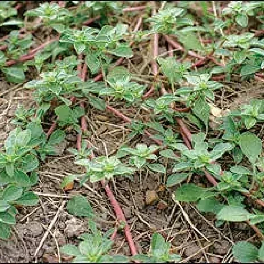 Щириця жминдовидна, заходи боротьби, особливості, поширення, Аграрна Платформа