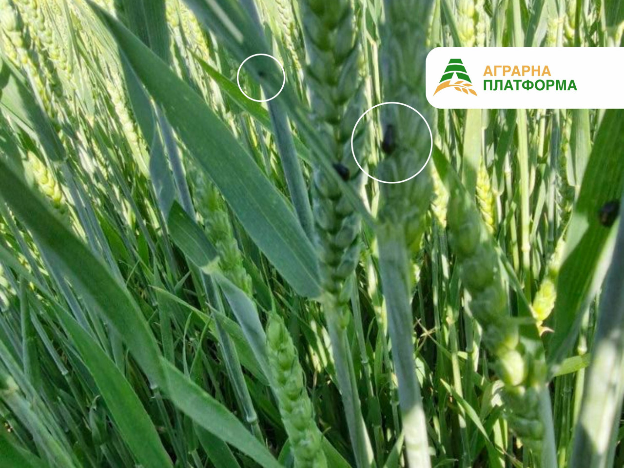 Пьявица на пшенице