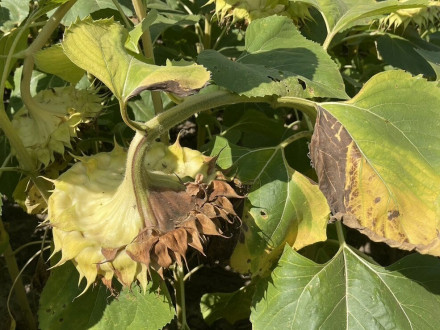 Альтернариоз подсолнечника, Аграрная Платформа, причины, последствия, способы борьбы