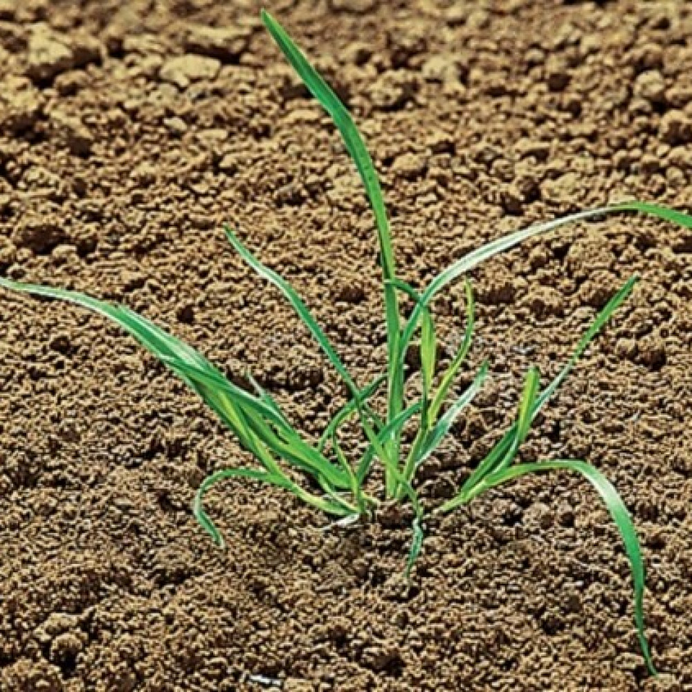 Метлюг обычный