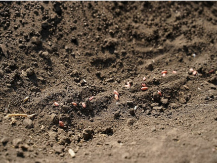 С какими удобрениями следует высевать озимую пшеницу?