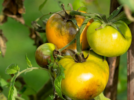 Як захистити томати від фітофторозу в теплицях?