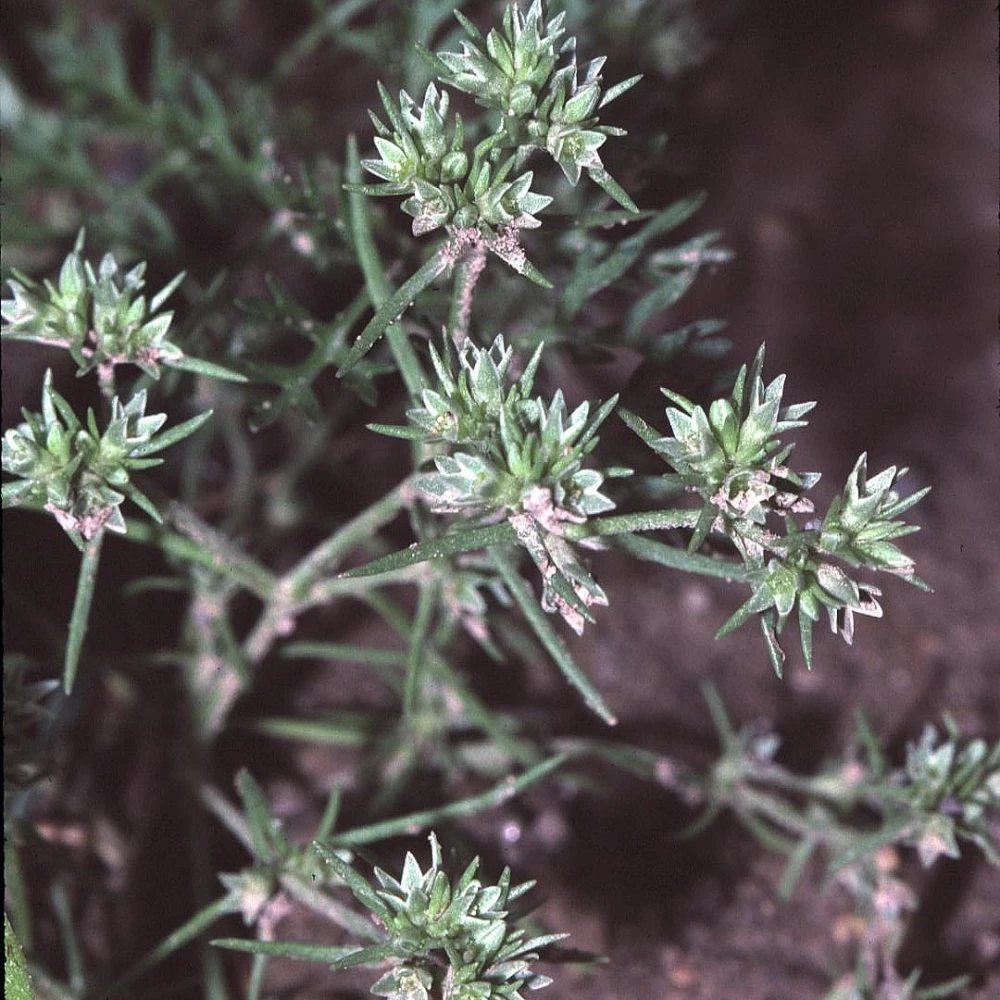 Червець однорічний, бур'ян, особливості, заходи боротьби, Аграрна Платформа