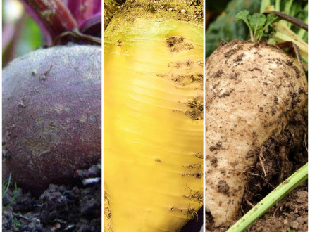 Как и когда нужно убирать урожай свеклы? Полезные советы для фермеров