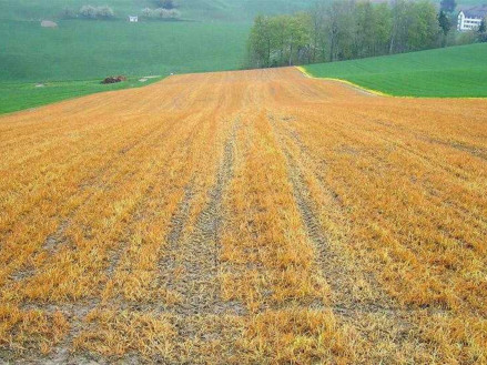 Гліфосати: що це таке, для чого і як правильно використовувати?