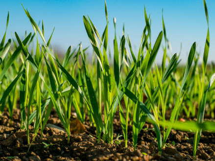 Чому варто використовувати регулятори росту для зернових навесні?