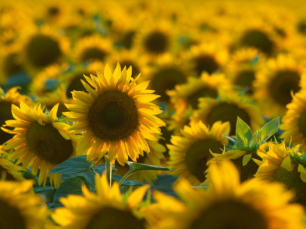 Геліантекс - інноваційний контроль дводольних бур'янів у посівах соняшнику