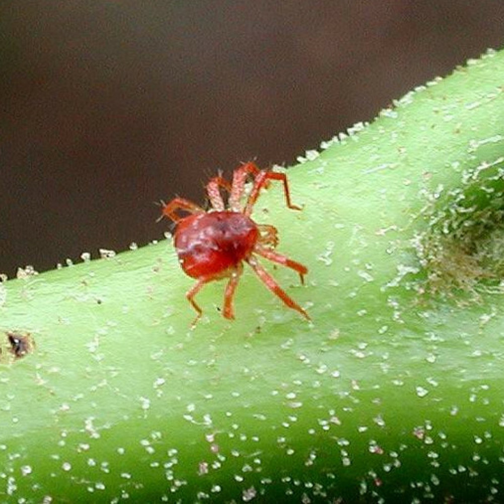 Ежевиный клещ