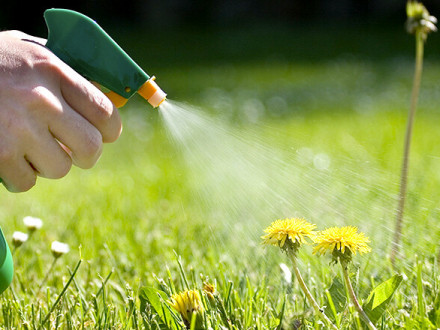 Гербіциди: як обрати та застосовувати для ефективного контролю бур’янів