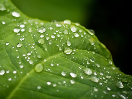 Прилипачі та ад'юванти - ефективне рішення для посилення дії гербіцидів