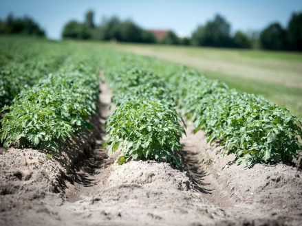 Комплексна система захисту картоплі